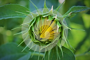 Close-up view of a young sunflower over cloudy sky