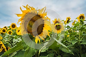 Sunflowers on a background cloudy sky