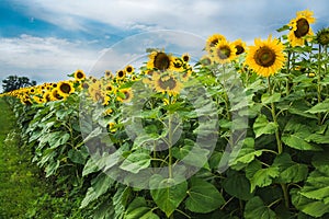 Sunflowers on a background cloudy sky