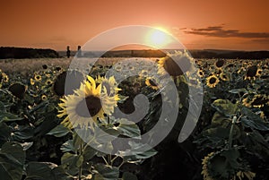 Sunflowers on a background of magic sunshine