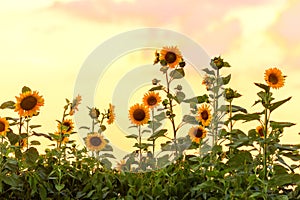 Sunflowers on the background of a pleasant sunset