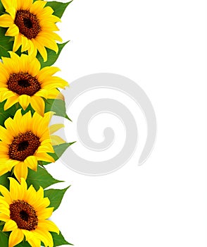 Sunflowers Background With Sunflower And Leaves.