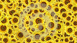 Sunflowers background. Sunflower pattern background