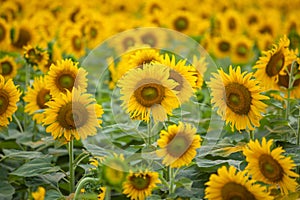 Sunflowers background in sunny day. Agriculture business concept