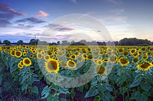 Sunflowers on a background sunset