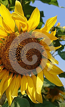 Sunflowers with backrounds of green leaves and the sky photo
