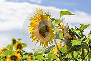 Sunflowers are beautiful plants