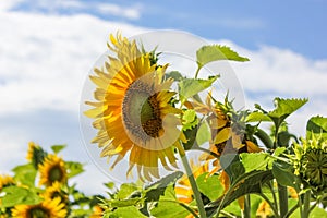 Sunflowers are beautiful plants