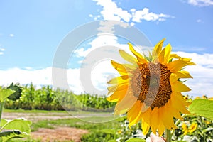 Sunflowers are beautiful plants