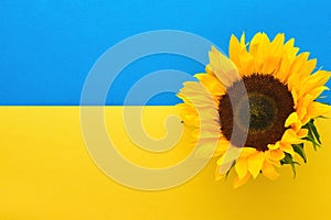 Sunflowers.  Beautiful sunflower against background of colors of Ukrainian flag. Flat lay top view copy space. Summer banner. Mock