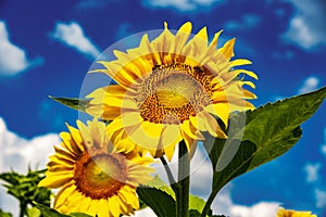 Girasole un bellissimo girasole campo 