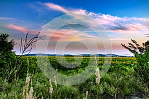 Sunflowers and beautiful sunflower fields from Bulgaria