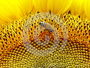 Sunflowers Bee