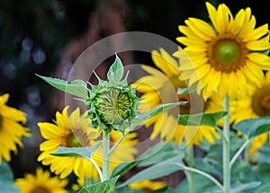 Sunflowers Beginning Grownup, Countryside.