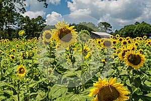 Sunflowers Beginning to Droop