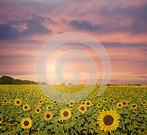 Sunflowers