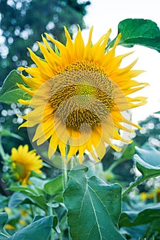 sunflowers bloom beautifully on a sunny day