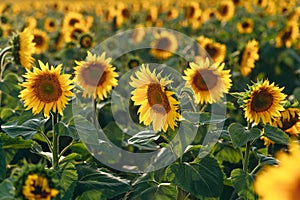 Sunflowers bloom in the field.