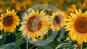 Sunflowers bloom in the field.
