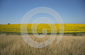 Sunflowers in bloom