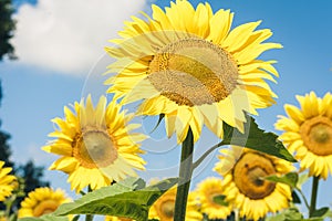 Sunflowers bloom on the field in Kiev region, Ukraine