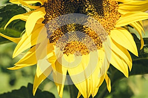 Sunflowers bloom on the field in Kiev region, Ukraine