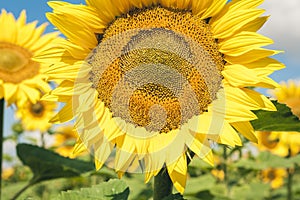 Sunflowers bloom on the field in Kiev region, Ukraine