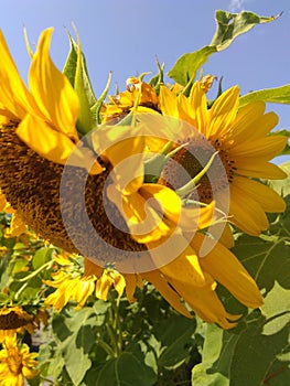 Sunflowers bloom in the fields