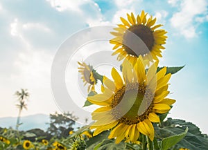 Sunflowers bloom in the garden blue sky and clouds backgrounnd