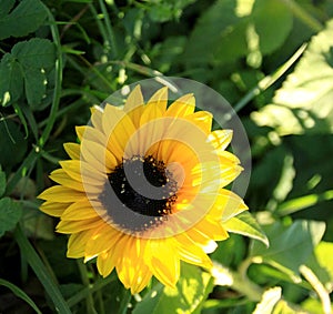 Sunflowers bloom