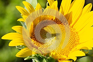 sunflowers bloom like the sun
