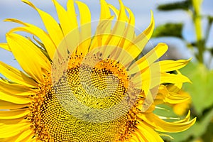 Sunflowers bloom in the morning at the outdoor flower garden