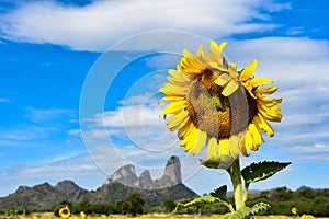 Sunflowers bloom in the morning at the outdoor