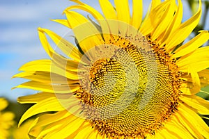 Sunflowers bloom in the morning at the outdoor flower garden