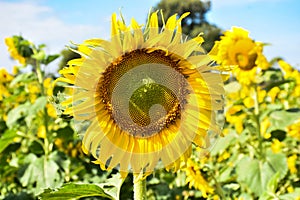 Sunflowers bloom in the morning at the outdoor