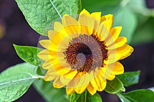 Sunflowers bloom in the morning in a sunny garden