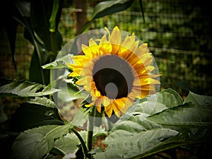 Sunflowers in Bloom!