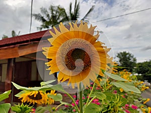 Sunflowers that bloom perfectly in the garden