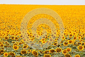 Sunflowers bloom in summer farm field, cloudy sky, shadowless creative design pattern, agricultural background photo