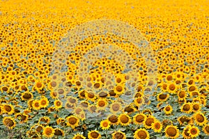 Sunflowers bloom in summer field, cloudy sky, shadowless creative design pattern, agricultural background