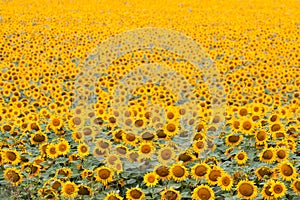 Sunflowers bloom in summer field, cloudy sky, shadowless creative design pattern, agricultural background photo