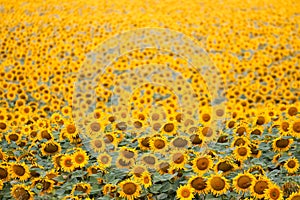 Sunflowers bloom in summer field, cloudy sky, shadowless creative design pattern, agricultural background photo