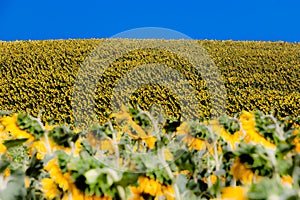 Sunflowers in bloom, two fields on two opposite hills, perspective game