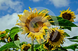 Sunflowers blooming against blue sky