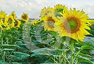 Sunflowers blooming against a bright sky.