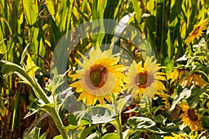 Sunflowers blooming with bee polinator in a field of green background