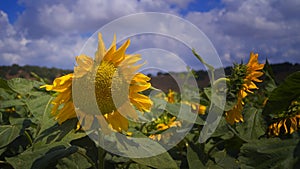 Sunflowers blooming in the field Israel