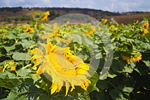 Sunflowers blooming in the field Israel