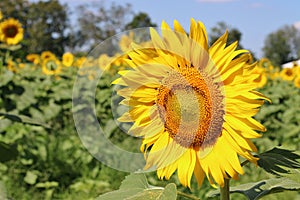 Sunflowers blooming during the morning hours