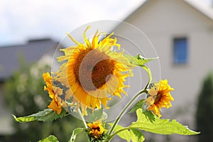 Sunflowers blooming near the house. Production of vegetable oil. Agroindustrial farming. Decoration and landscaping around living